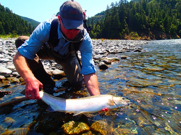 A large Klamath steelhead