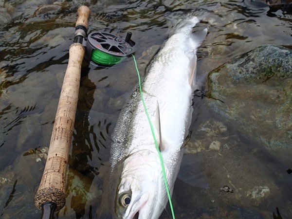 A large Klamath steelhead