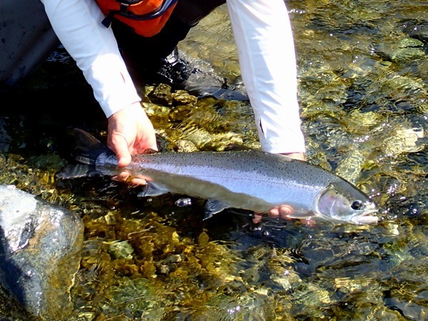 A chrome steelhead from the Klamath